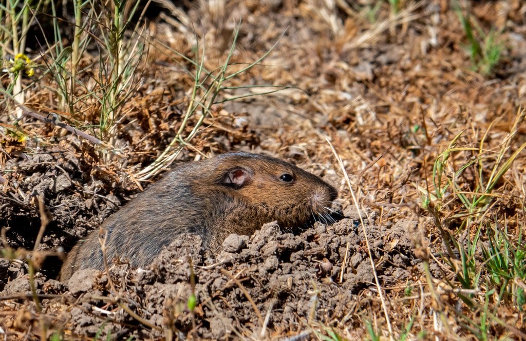 pocket gopher