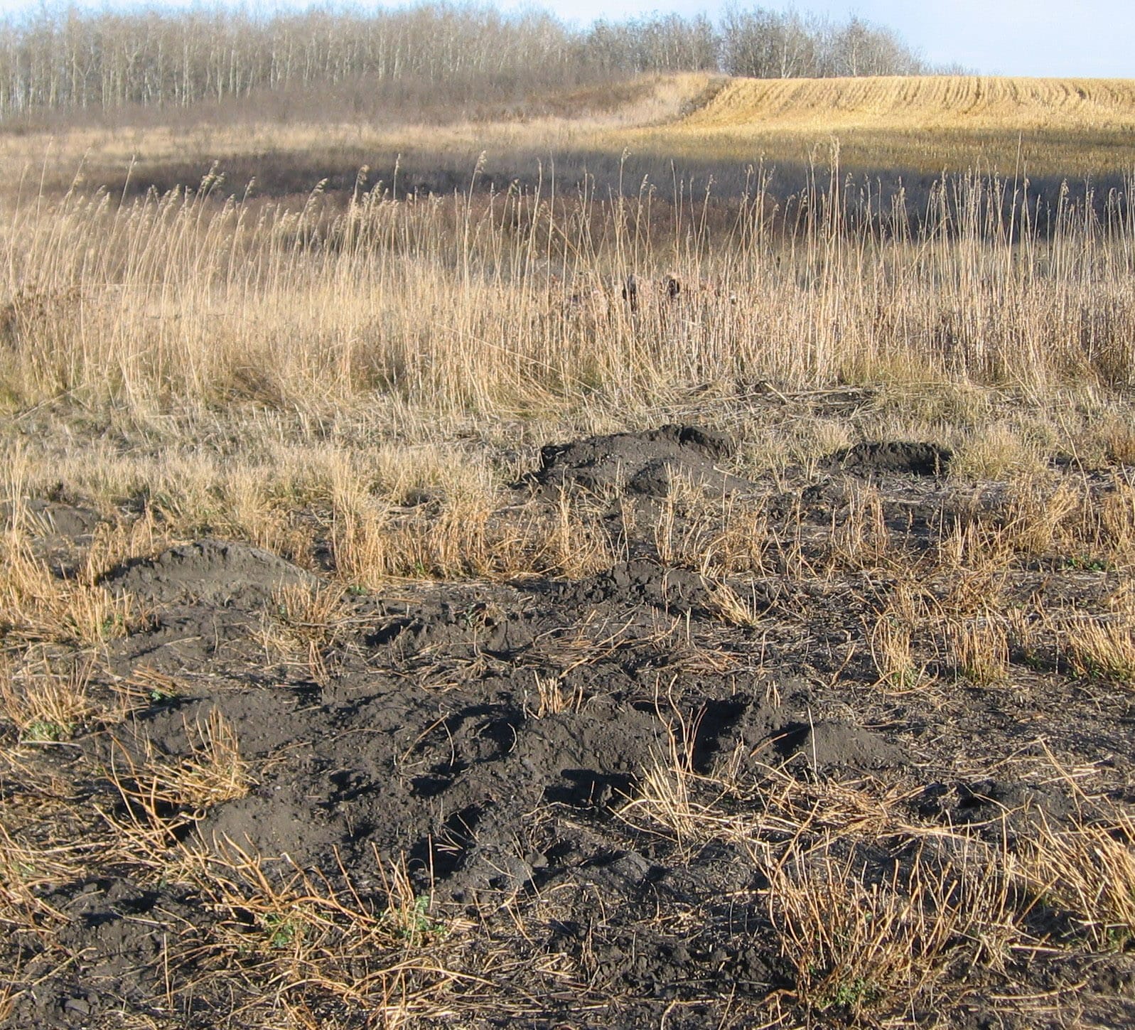 Fresh soil mounds in a dry field near trees