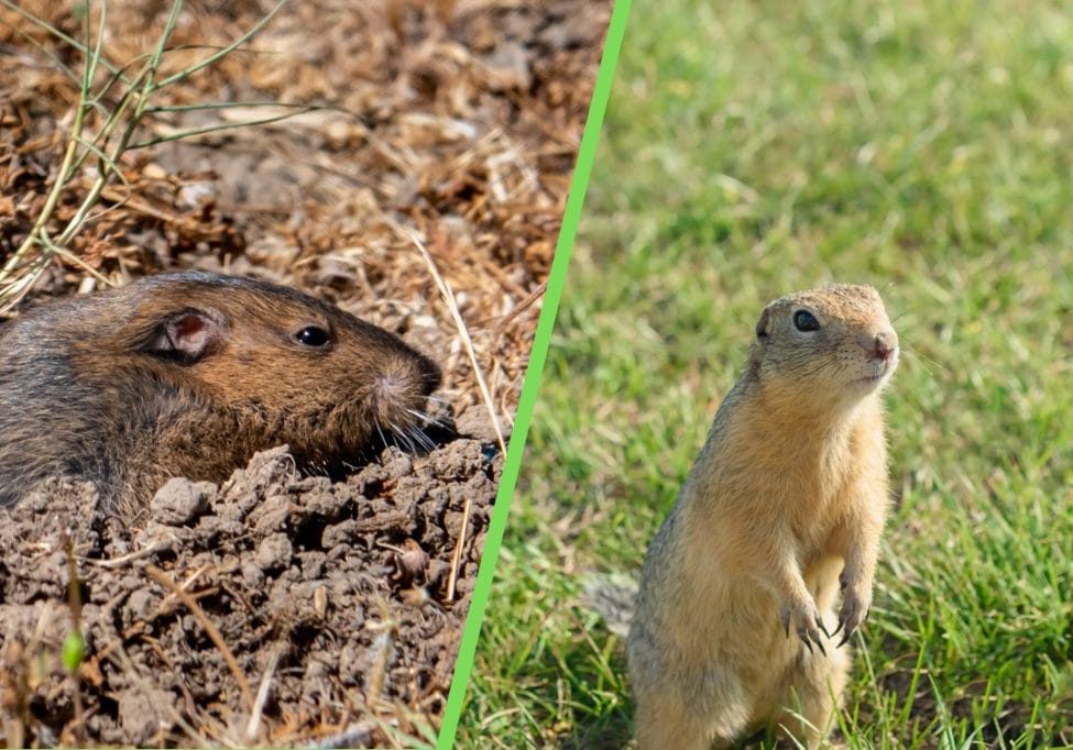 Gopher and prairie dog shown side by side