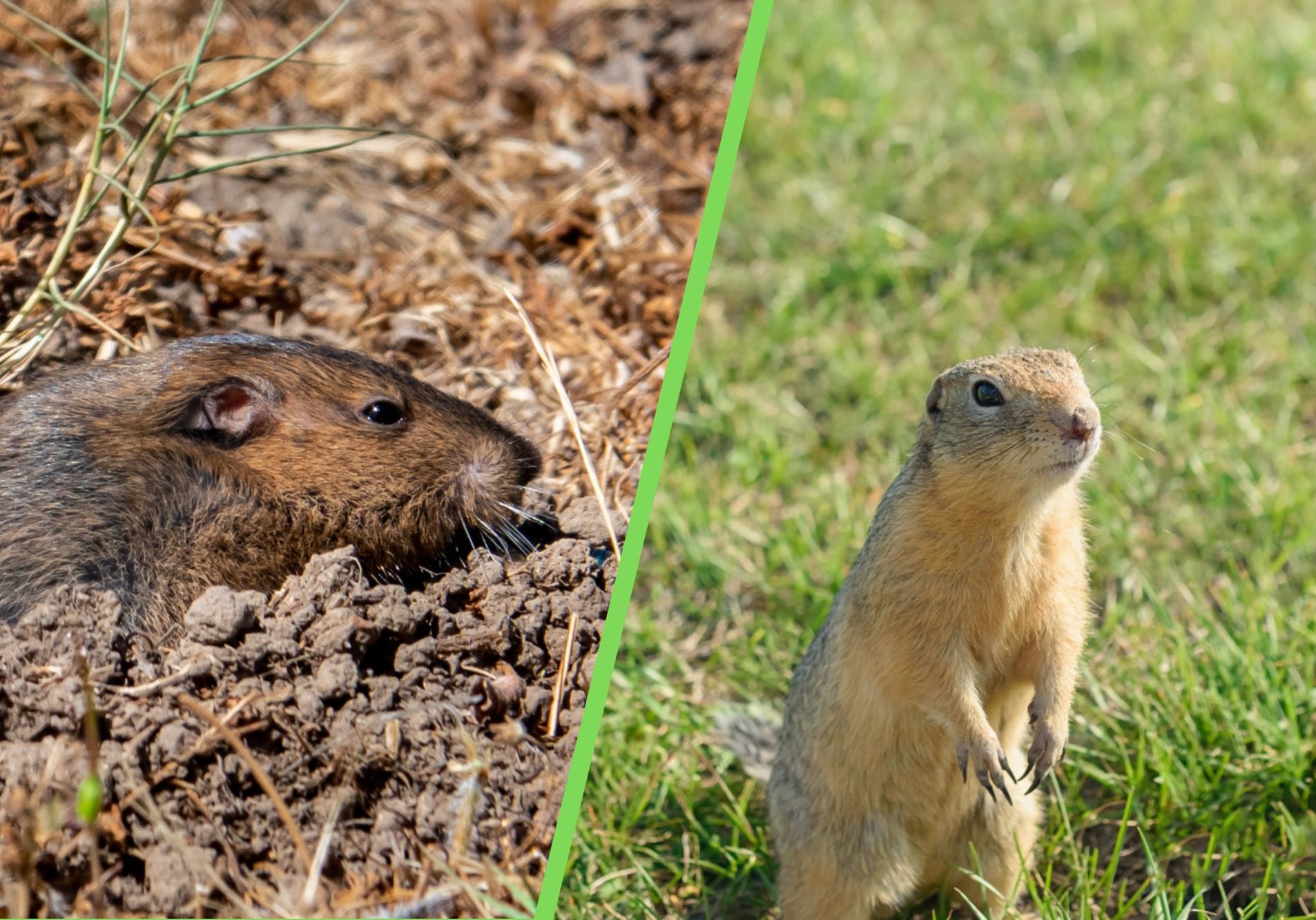 Gopher and prairie dog shown side by side