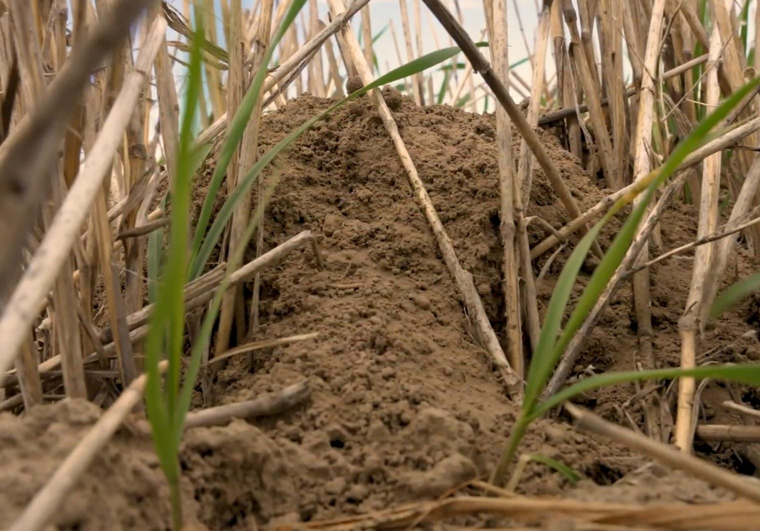 Earthen mound among dry crop stalks and green grass