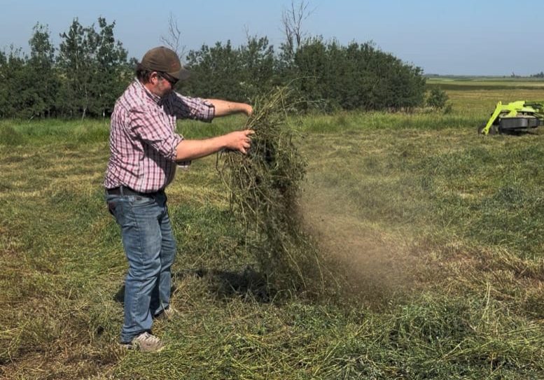 Farmer holding freshly cut hay beside field equipment