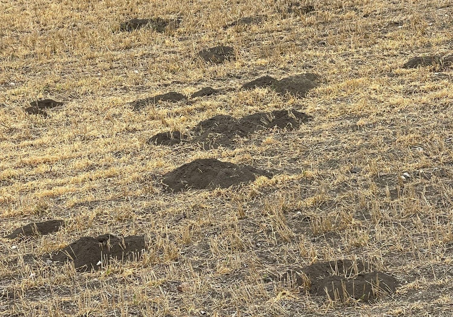 Fresh molehills scattered across a dry, grassy field